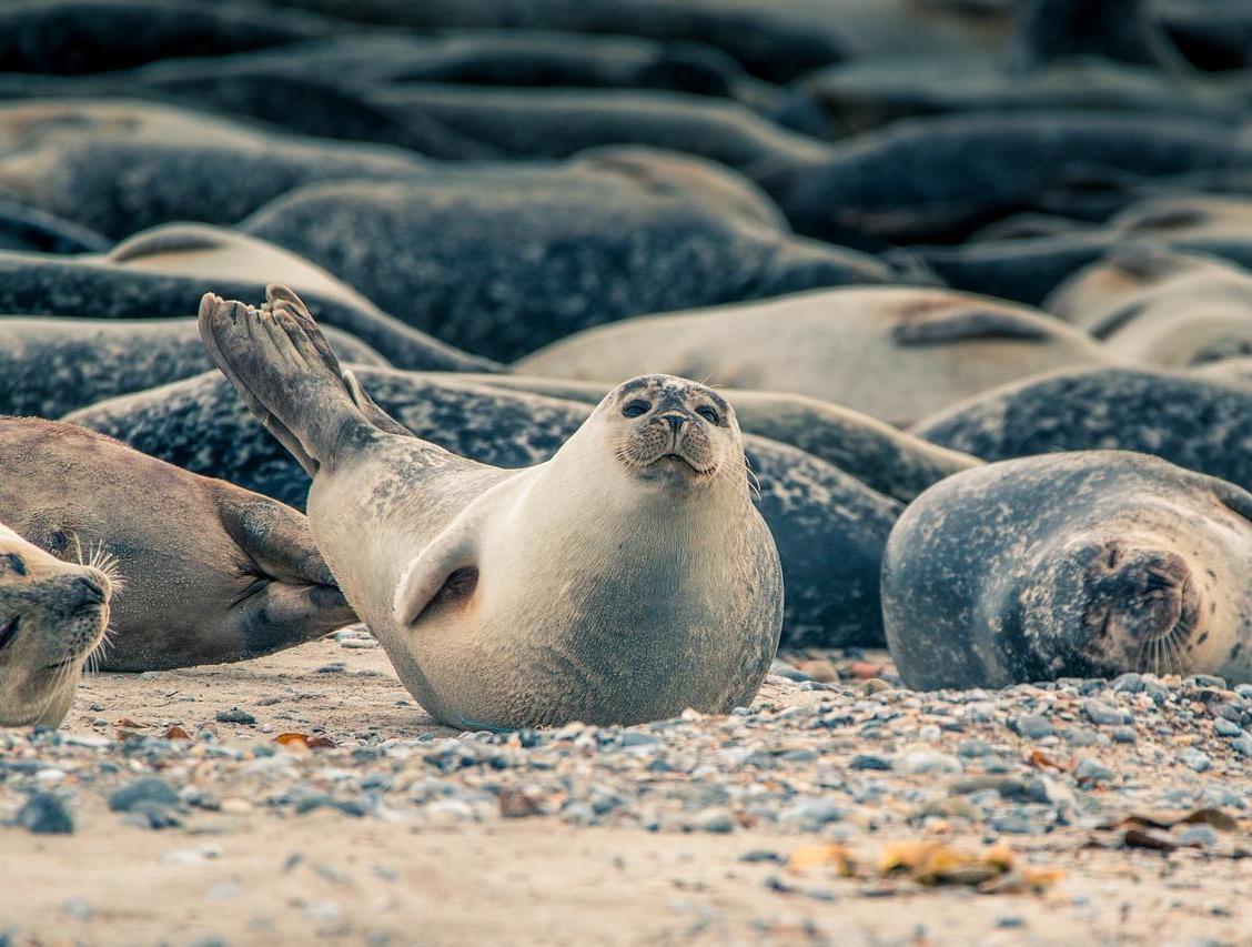 Weltnaturerbe Wattenmeer