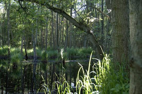 Darßer Urwald Darßer Urwald