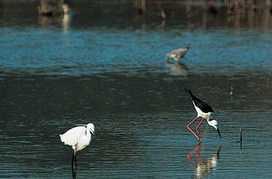 S'Albufera S'Albufera