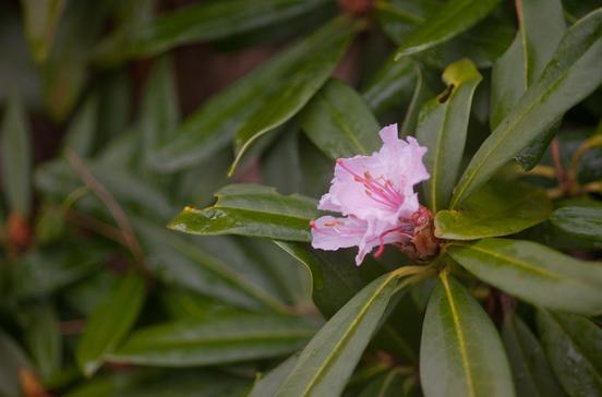 Rhododendrongarten Rhododendrongarten