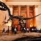 American Museum of Natural History