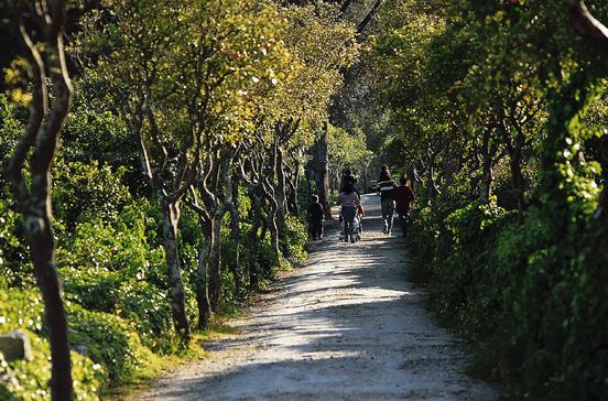 Buskett Gardens Buskett Gardens