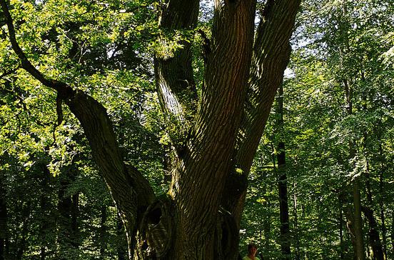 Bräutigamseiche Bräutigamseiche