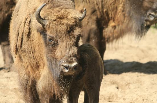 Wisentgehege Damerower Werder Wisentgehege Damerower Werder