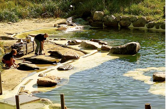 Seehundstation Friedrichskoog Seehundstation Friedrichskoog
