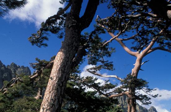 Col de Bavella Col de Bavella