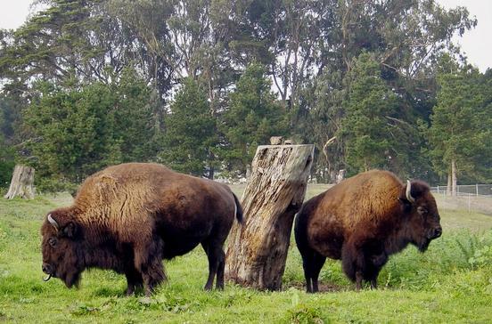 Buffalo Paddock Buffalo Paddock