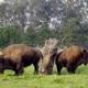 Buffalo Paddock