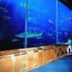 Two Oceans Aquarium