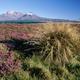 Tongariro National Park