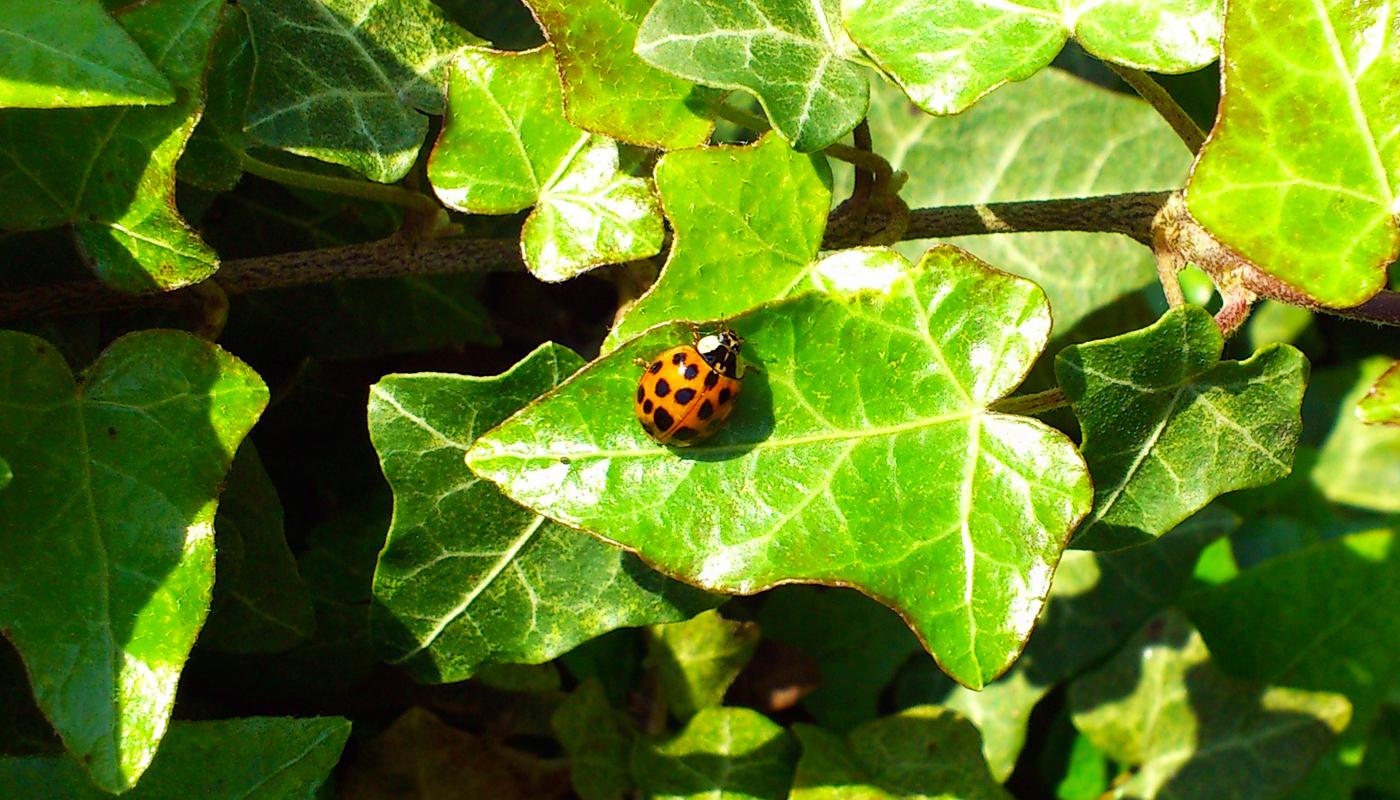 Der asiatische Marienkäfer wurde nach Europa gebracht, um Schädlinge zu bekämpfen..
