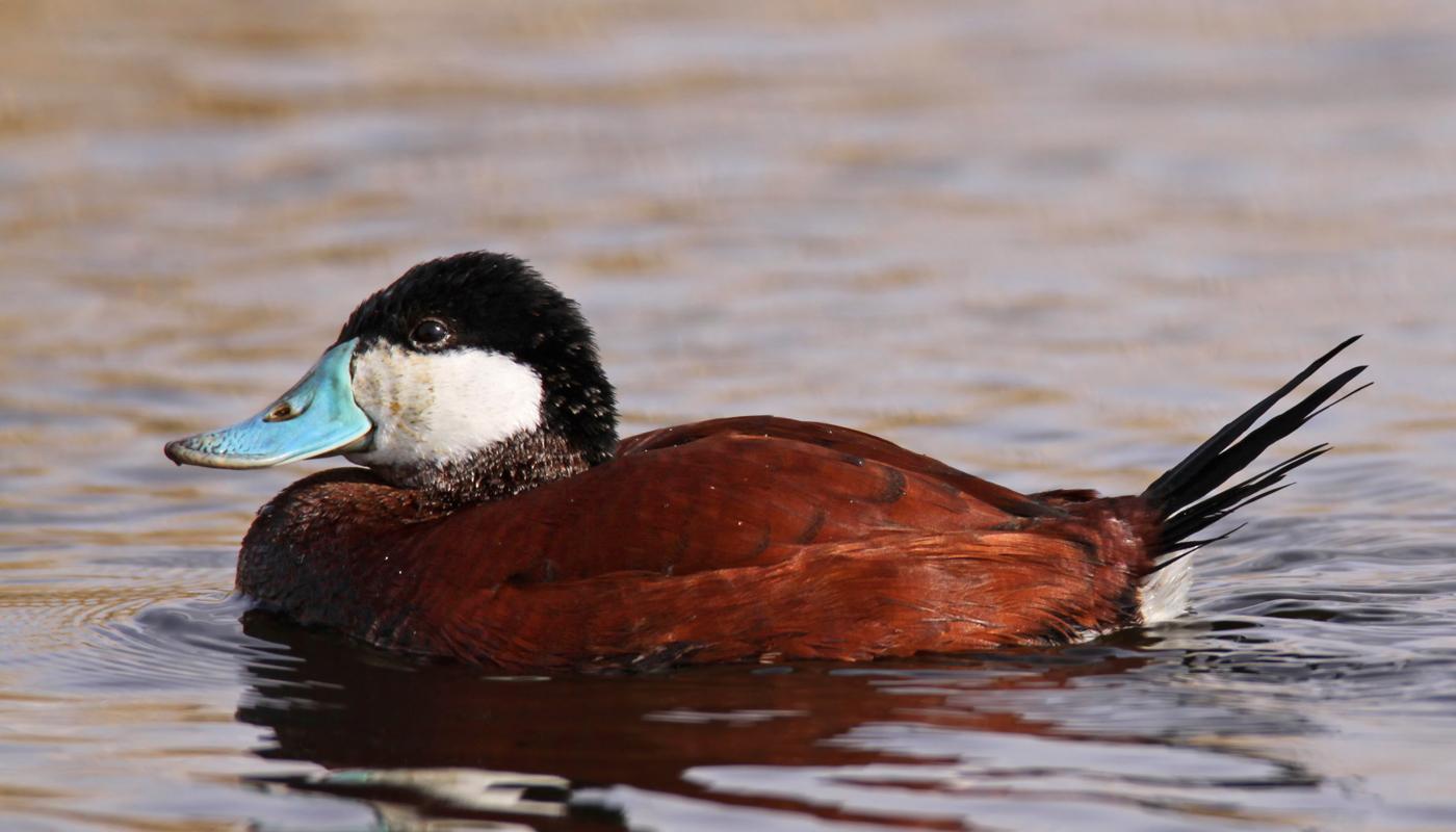 Ein nicht willkommener Exot ist die Schwarzkopfruderente, denn sie bedroht heimische Wasservögel.