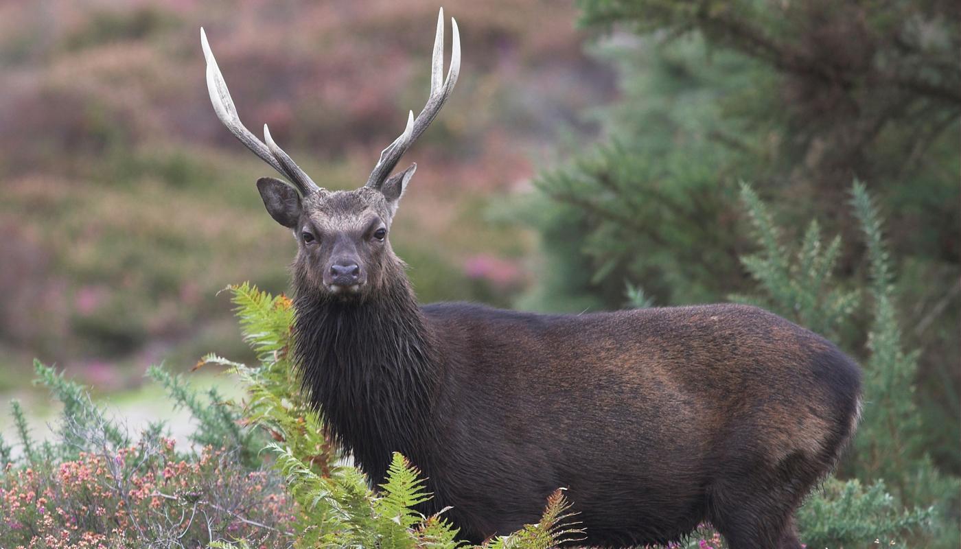 Ähnlich groß wie der heimische Damhirsch ist der exotische Sikahirsch.