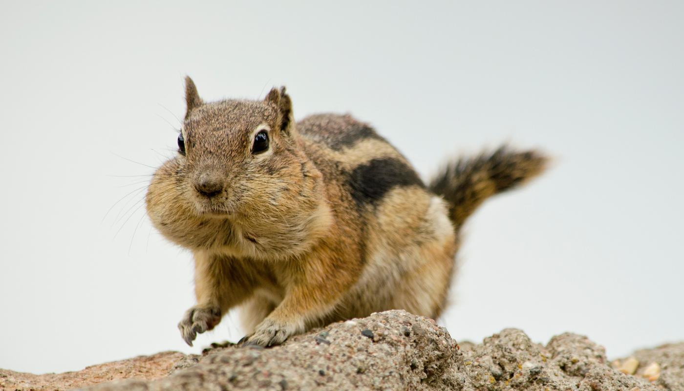 Von Asien kam die Streifenhörnchenart Burunduks nach Deutschland. 