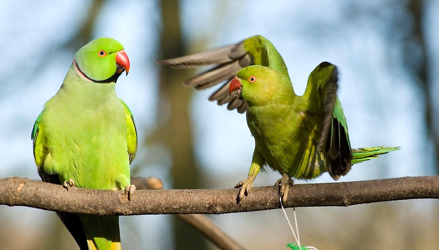 Frecher Exot: Der Halsbandsittich nistet sich gerne in fremde Nester ein.