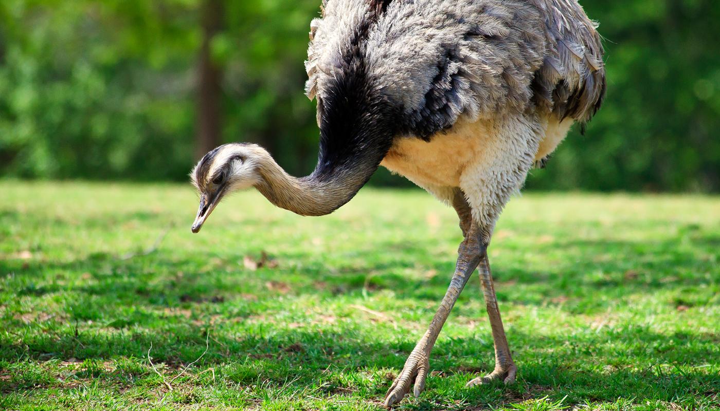 Der Nandu ist ein langhalsiger Laufvogel und stammt aus Argentinien.  