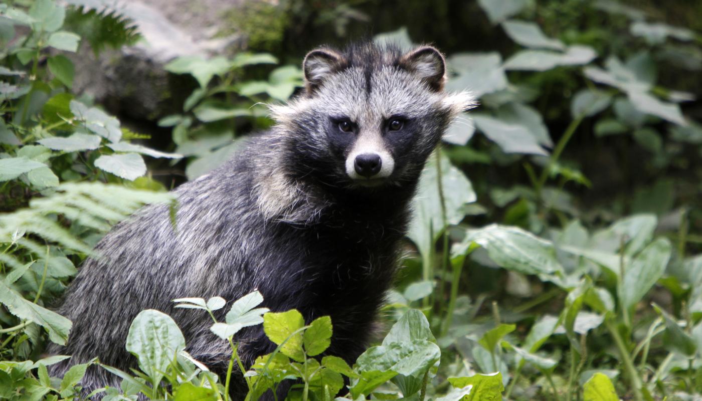 Der Marderhund ist vor allem im Norden Deutschlands zu finden.