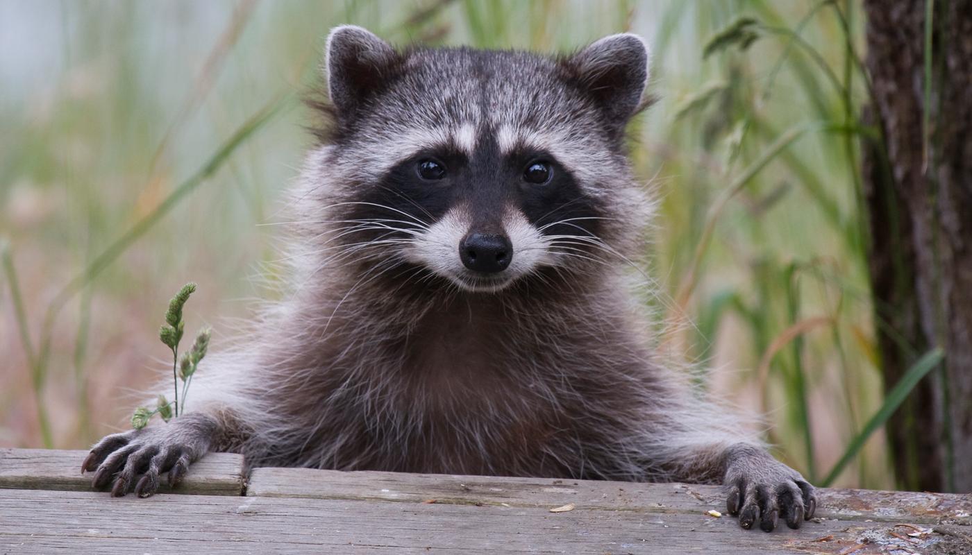 Aus Nordamerika stammend fühlt sich der Waschbär auch in Deutschland pudelwohl.