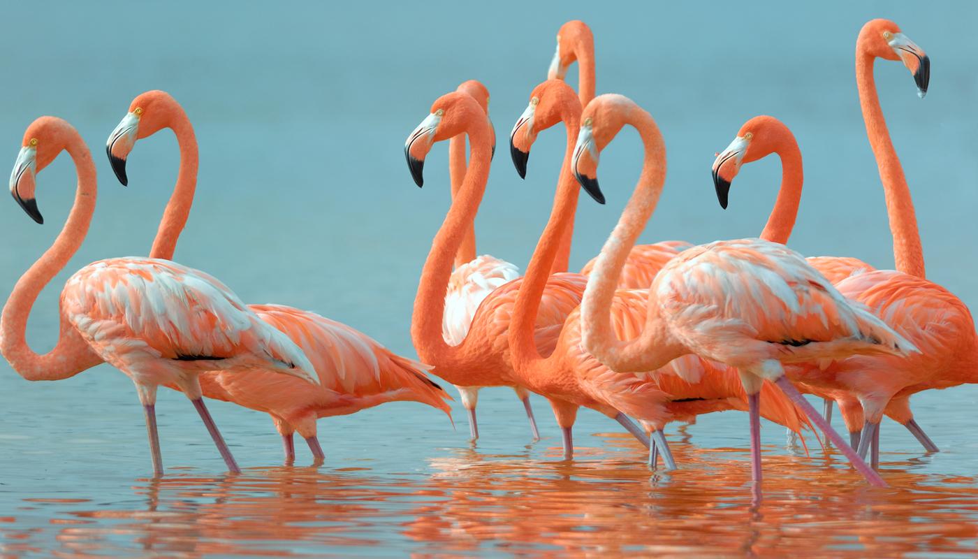 Diese exotischen Tiere leben in Deutschland