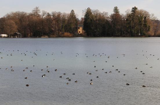 Roseninsel Roseninsel