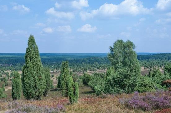 Wilseder Berg Wilseder Berg