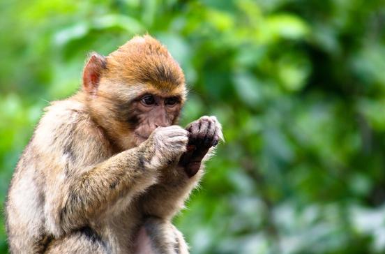 Affenwald Malchow Affenwald Malchow