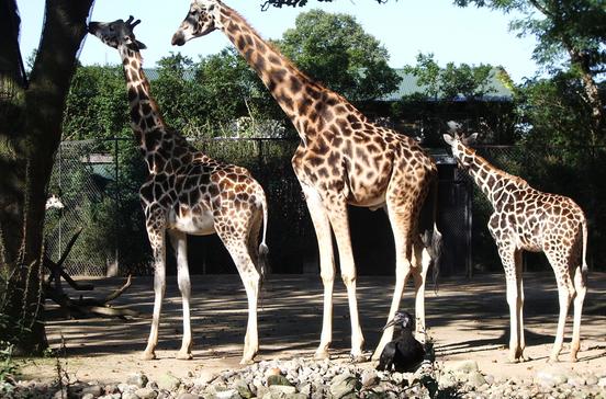 Tierpark Hagenbeck Tierpark Hagenbeck