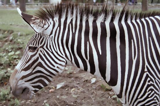Knuthenborg Safaripark Knuthenborg Safaripark