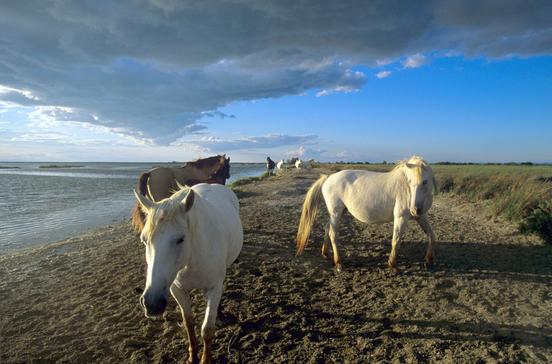 Camargue Camargue