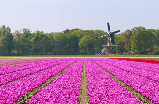Keukenhof Keukenhof