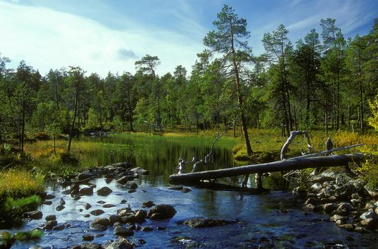 Pasvikdalen Pasvikdalen