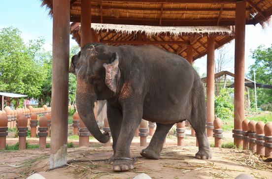 Surin Elephant Study Center Surin Elephant Study Center