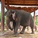 Surin Elephant Study Center