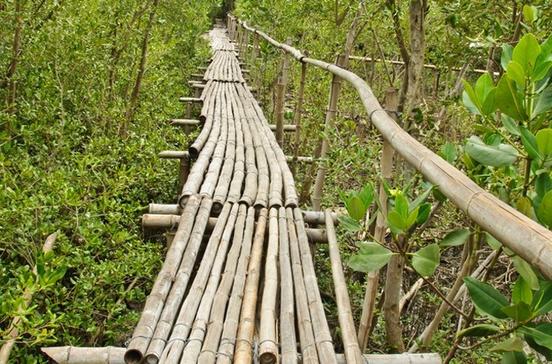 Mangrove Forest Walkway Mangrove Forest Walkway
