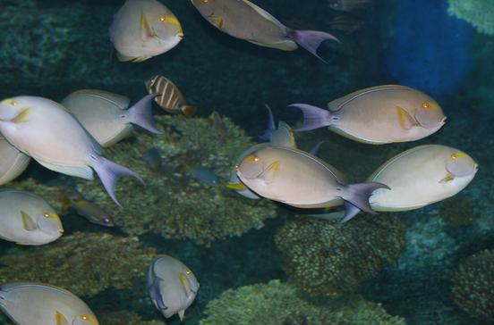 Sea Life Bangkok Ocean World Sea Life Bangkok Ocean World