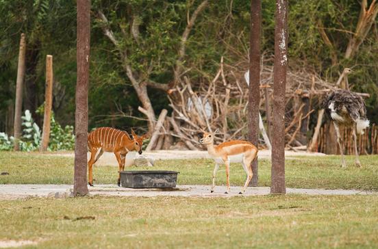Khao Kheow Open Zoo Khao Kheow Open Zoo