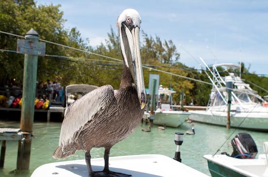 Robbie's Marina Robbie's Marina