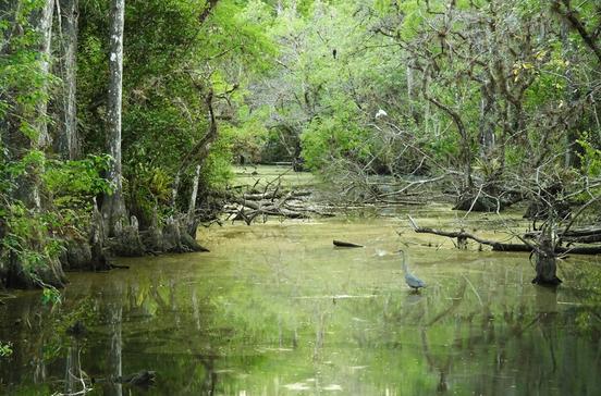 Fakahatchee Strand State Preserve Fakahatchee Strand State Preserve
