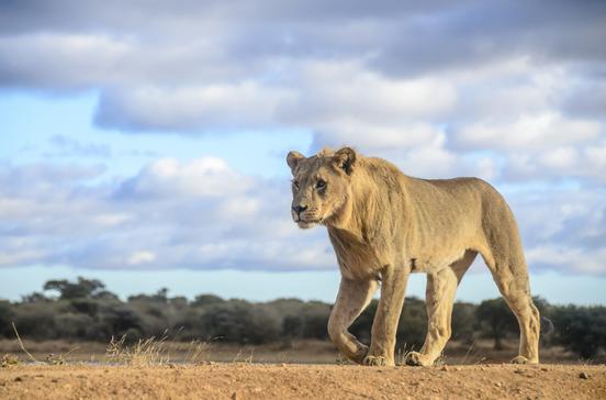 Madikwe Game Reserve Madikwe Game Reserve
