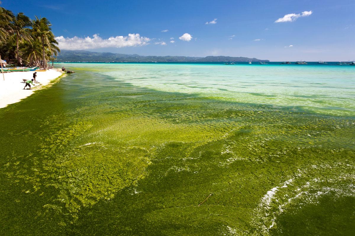 Extremer Algenbefall kann Badestrände zu einer ekligen Angelegenheit machen