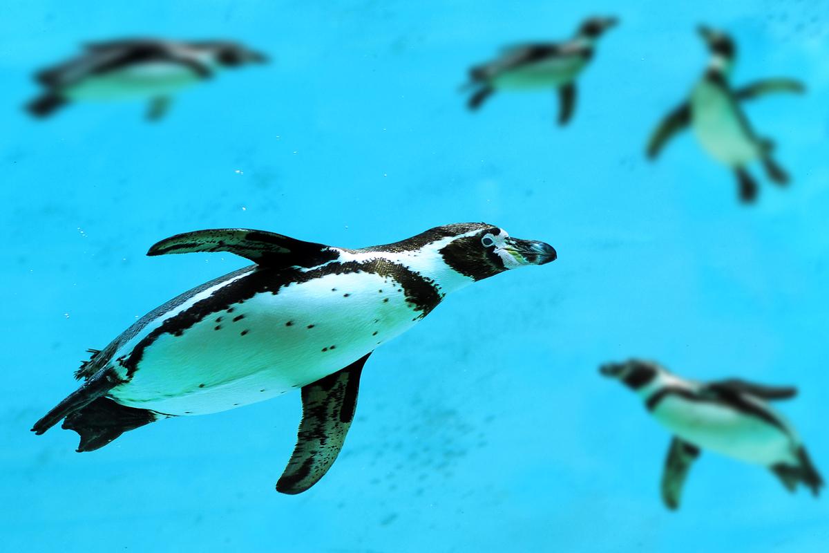 Besonderes Date mit kleinen Frackträgern