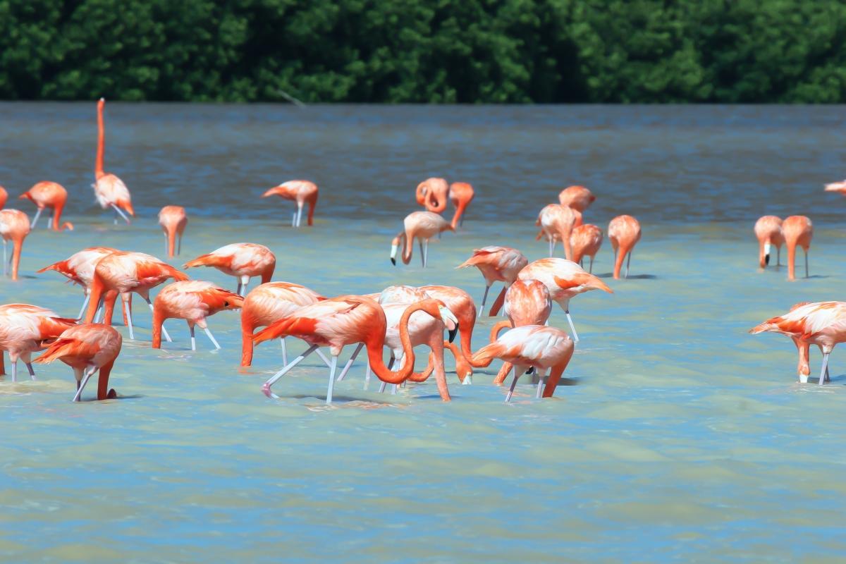 Scharen von Flamingos warten im Norden Yucatáns