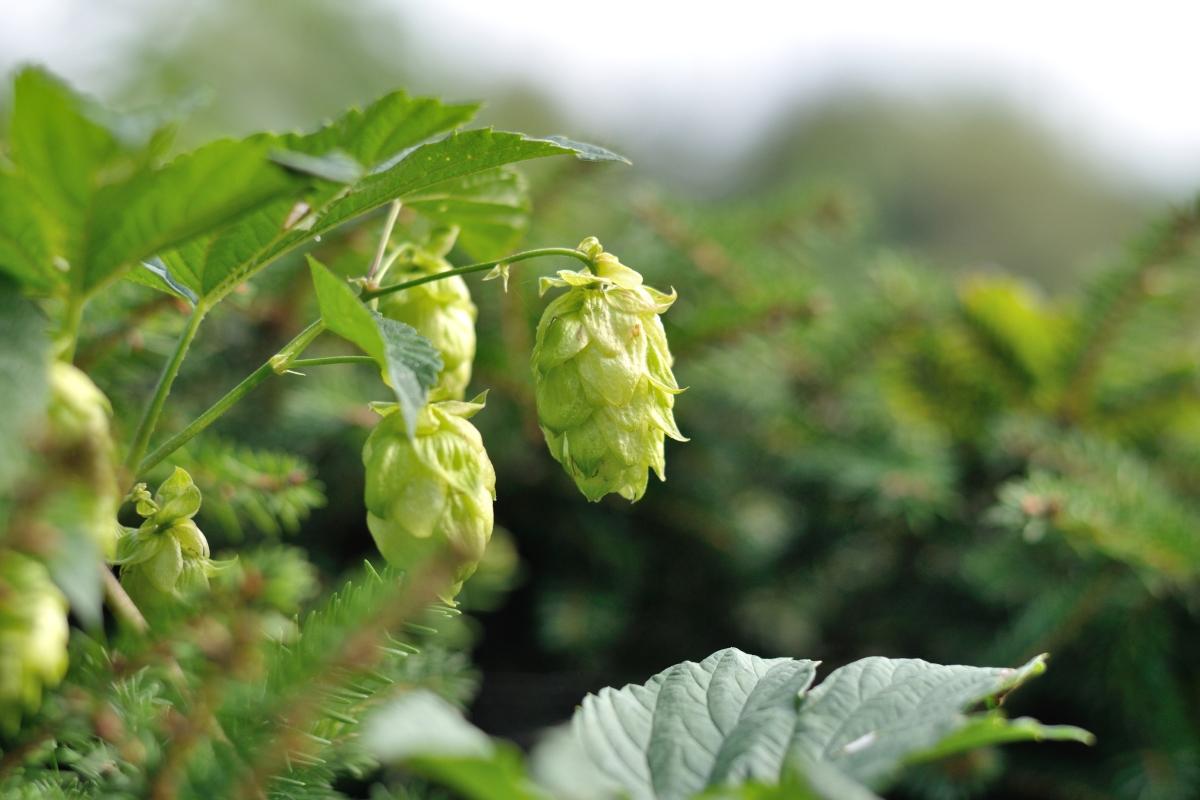 Hallertau: Hier ist der Hopfen zuhause 