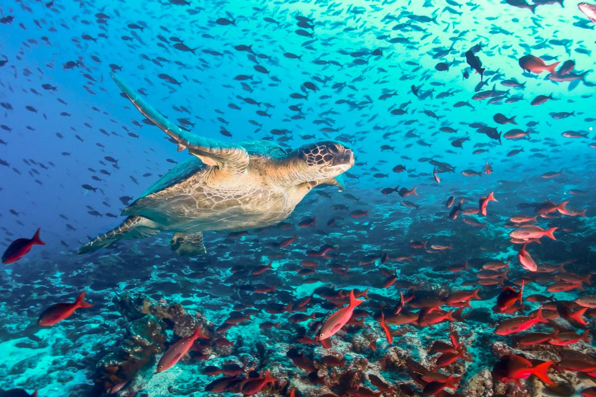 Erste Welterbestätten: Galapagosinseln und die Altstadt von Quito