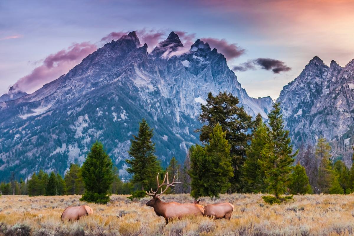 Erste Welterbestätten: Yellowstone-Nationalpark 