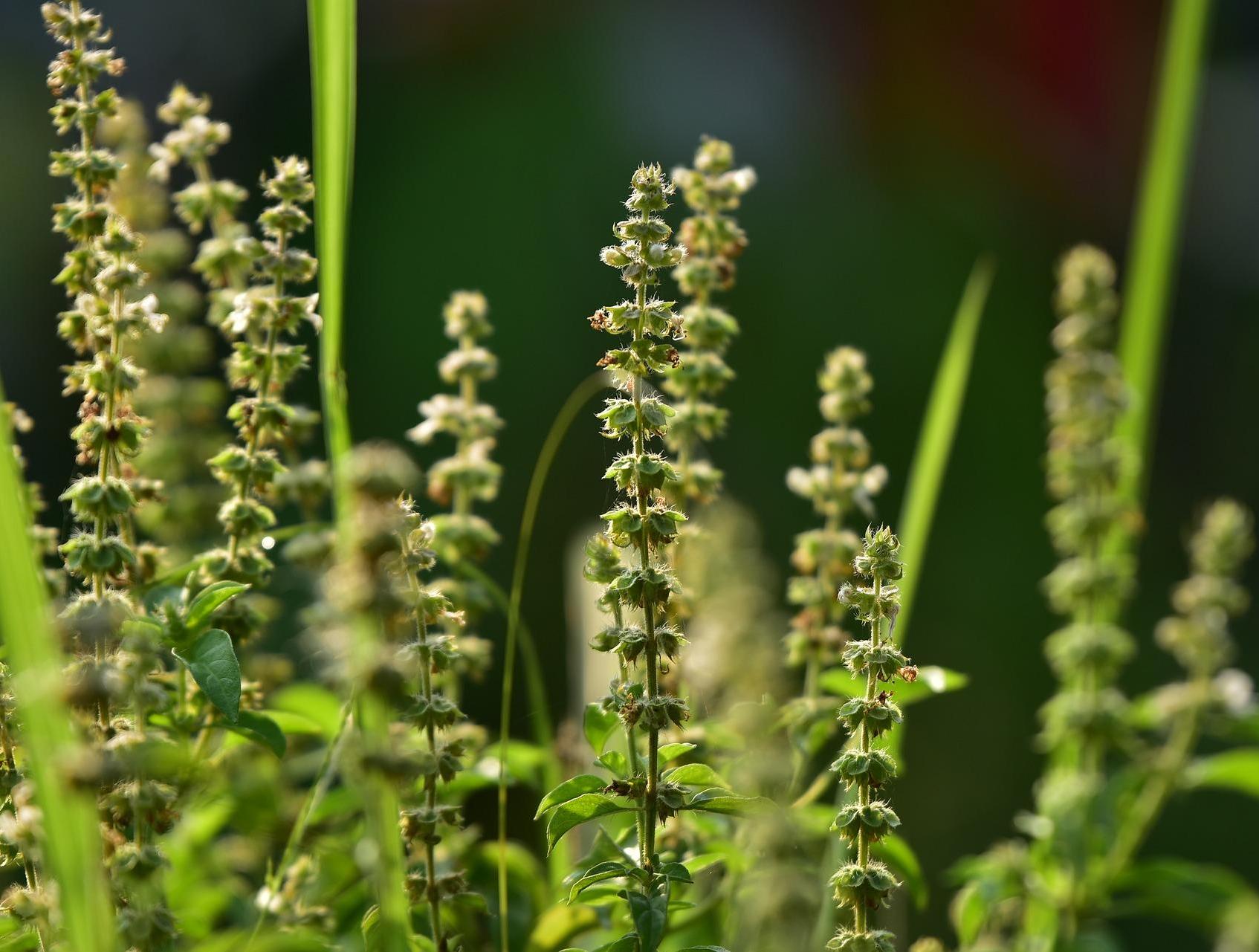 KräuterPark Altenau