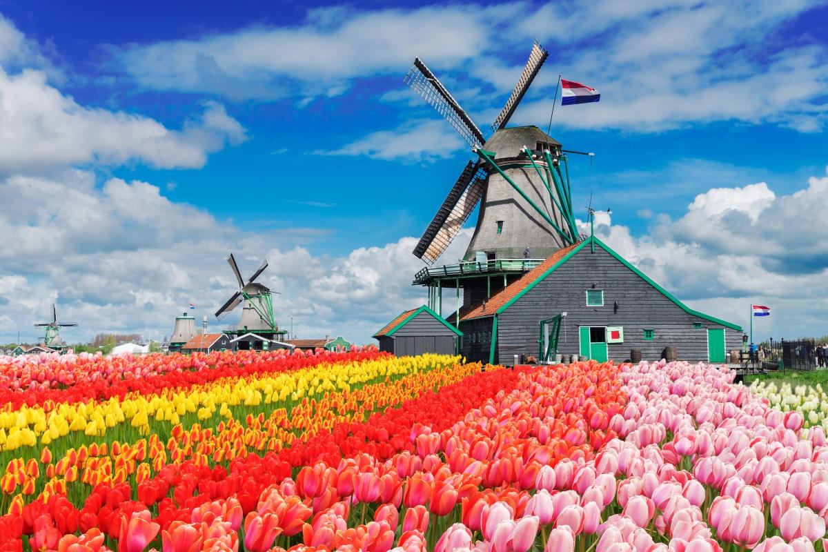 Höchstentwickelte Länder der Welt, Platz 7: Niederlande