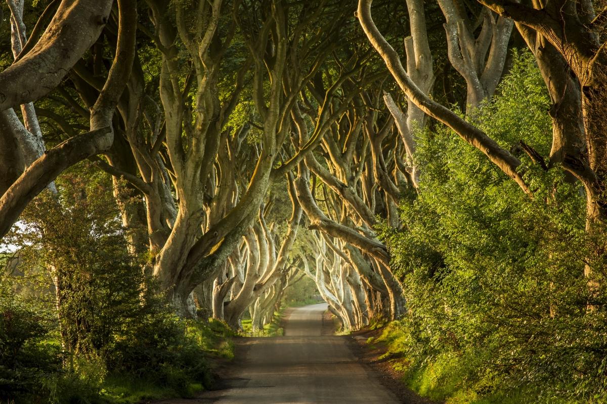 Höchstentwickelte Länder der Welt, Platz 8: Irland