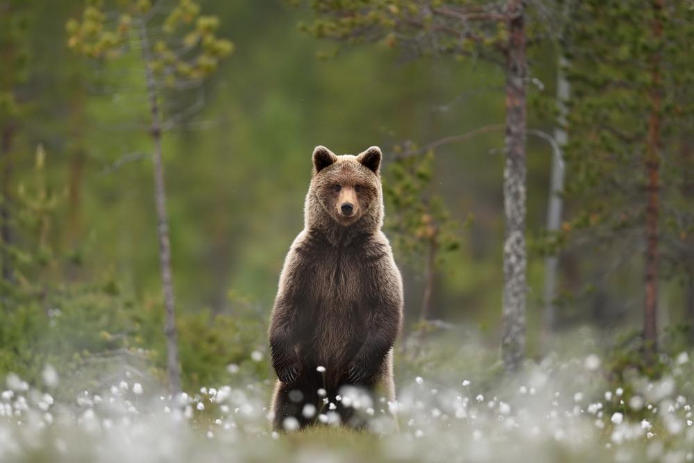 Grizzly-Bär/Nordamerika