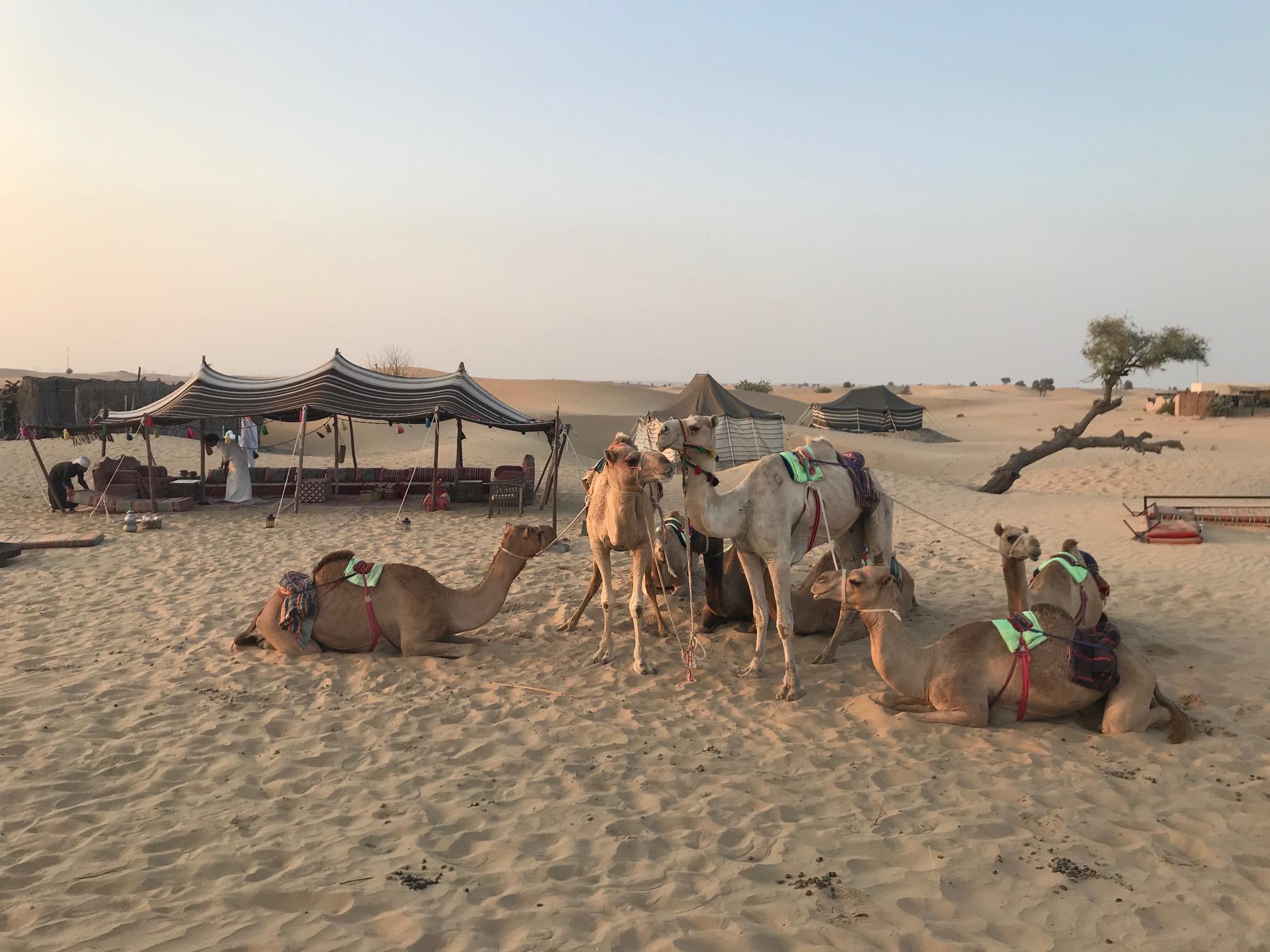 Geheimtipp Nummer 1: Beduinenerlebnis bei Kamel Uschi